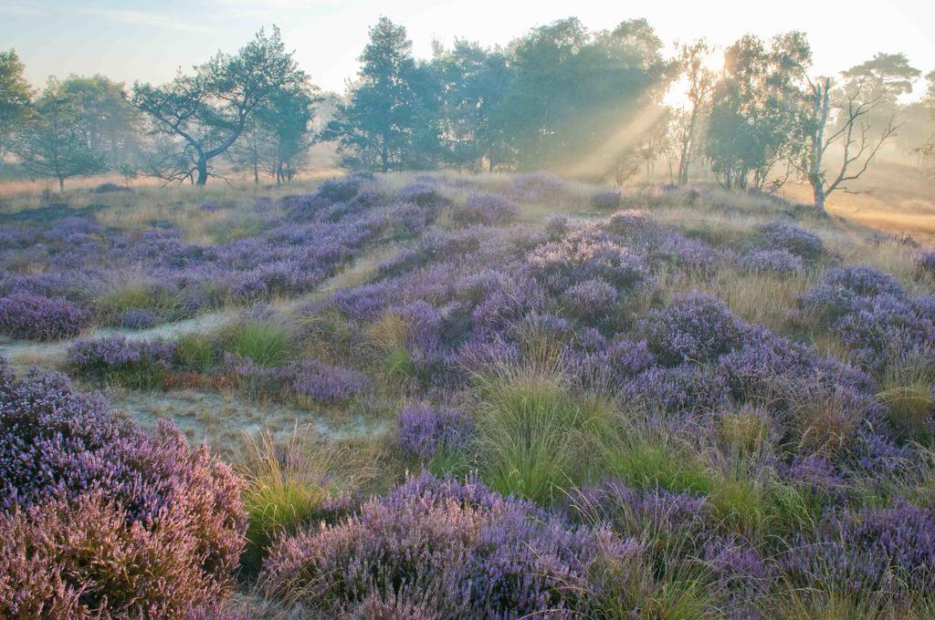 Landhuisjes Bij De Wouterbron Opglabbeek Exteriér fotografie